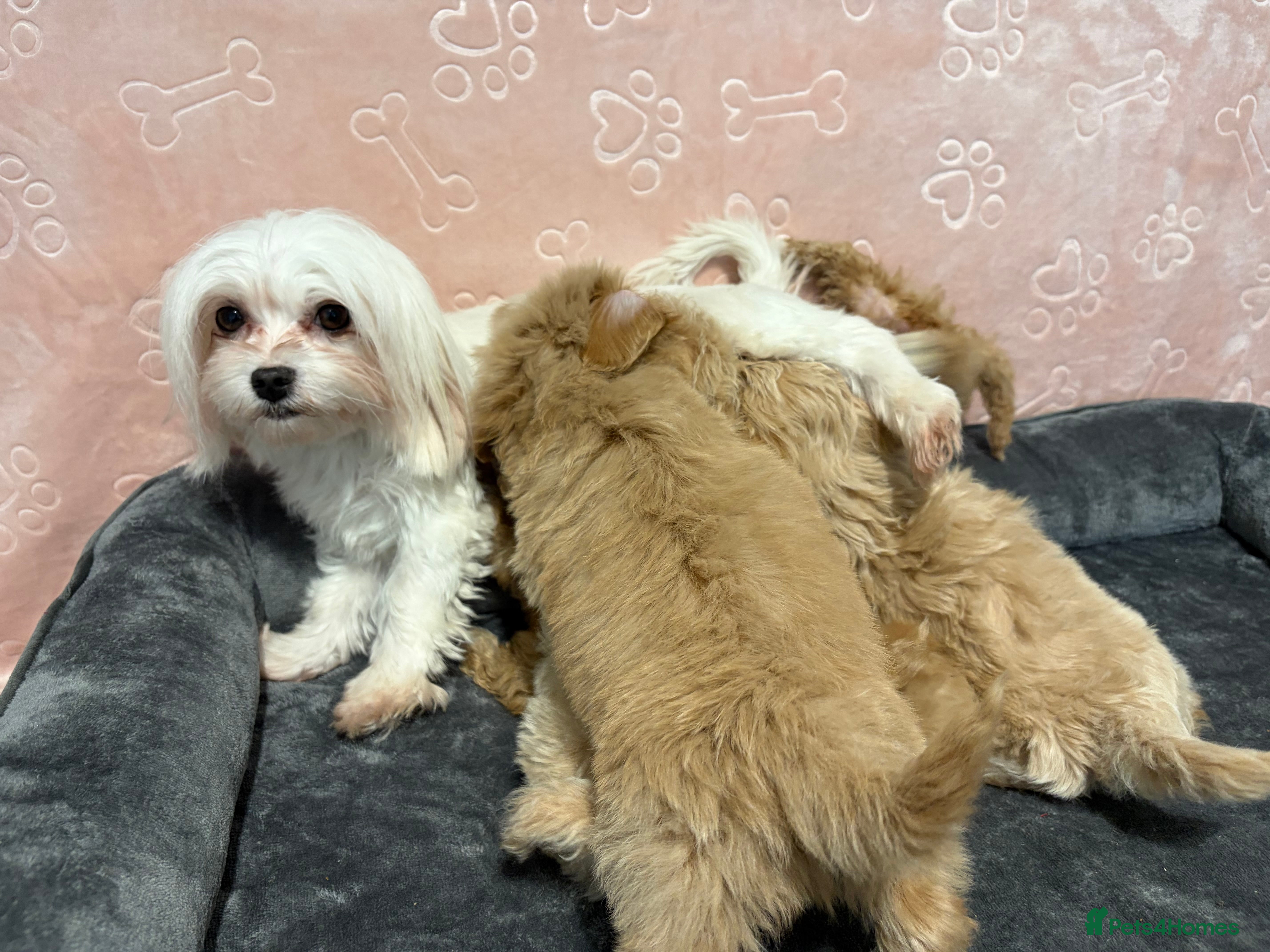 Dolce