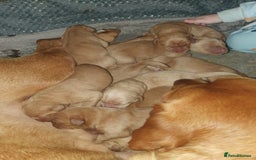 Labrador Retriever dogs for sale: Fox red labrador puppies - Advert 17