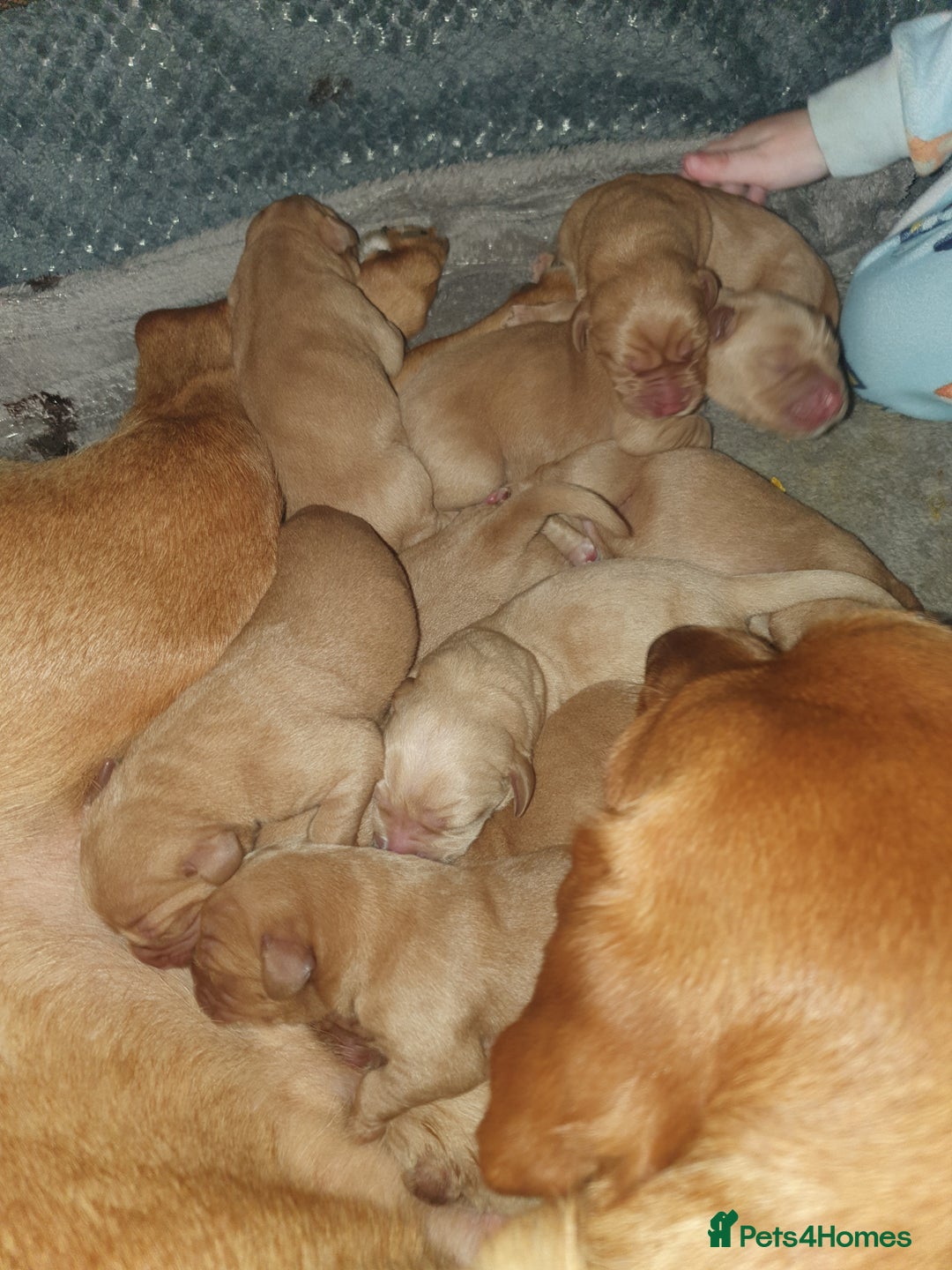 Labrador Retriever dogs for sale: Fox red labrador puppies - Advert 17