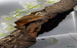 Gecko reptiles for sale: Geckos for sale.  - Image 4