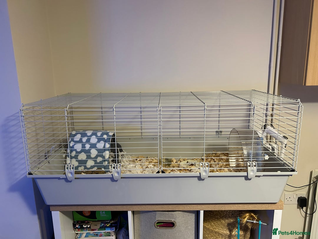 Pygmy Hedgehog rodents for sale: African pygmy hedgehog - Advert 6