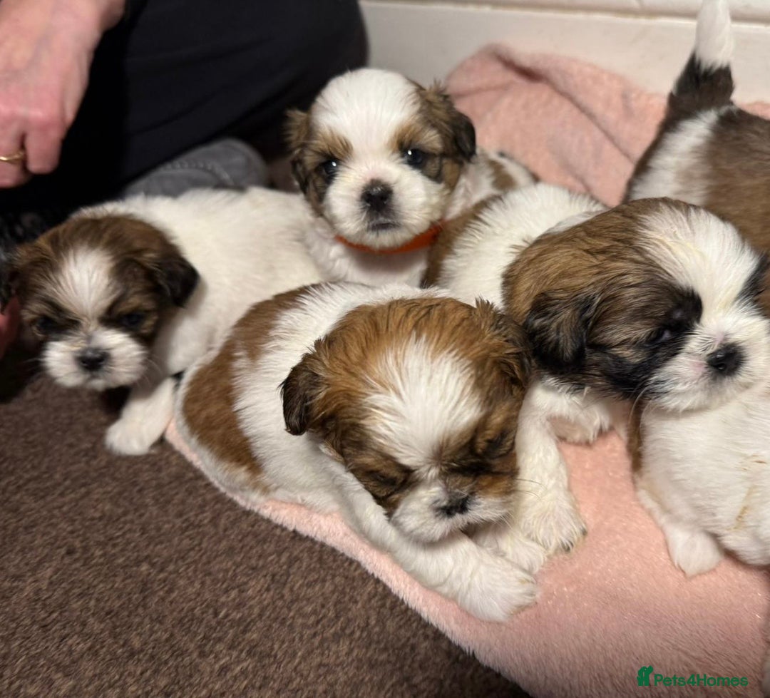 Shih Tzu dogs for sale: Beautiful Tricolour Mini Shih Tzu Puppies - Advert 10