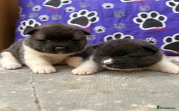 Akita dogs for sale: Beautiful KC Registered American Akita Puppies - Image 8