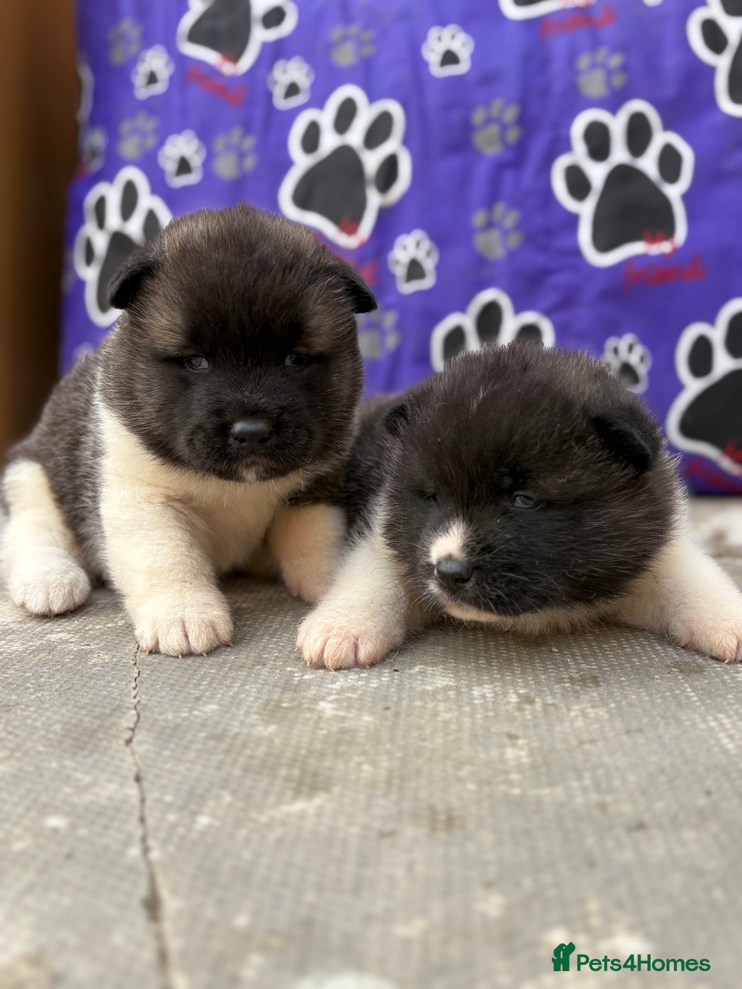 Akita dogs for sale: Beautiful KC Registered American Akita Puppies - Image 8