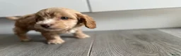 Cavapoo dogs for sale: Cavapoo’s  - Advert 3