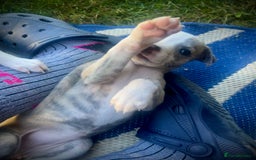 Whippet dogs for sale: Show Quality Blue Brindle KC Registered Whippets - Image 13