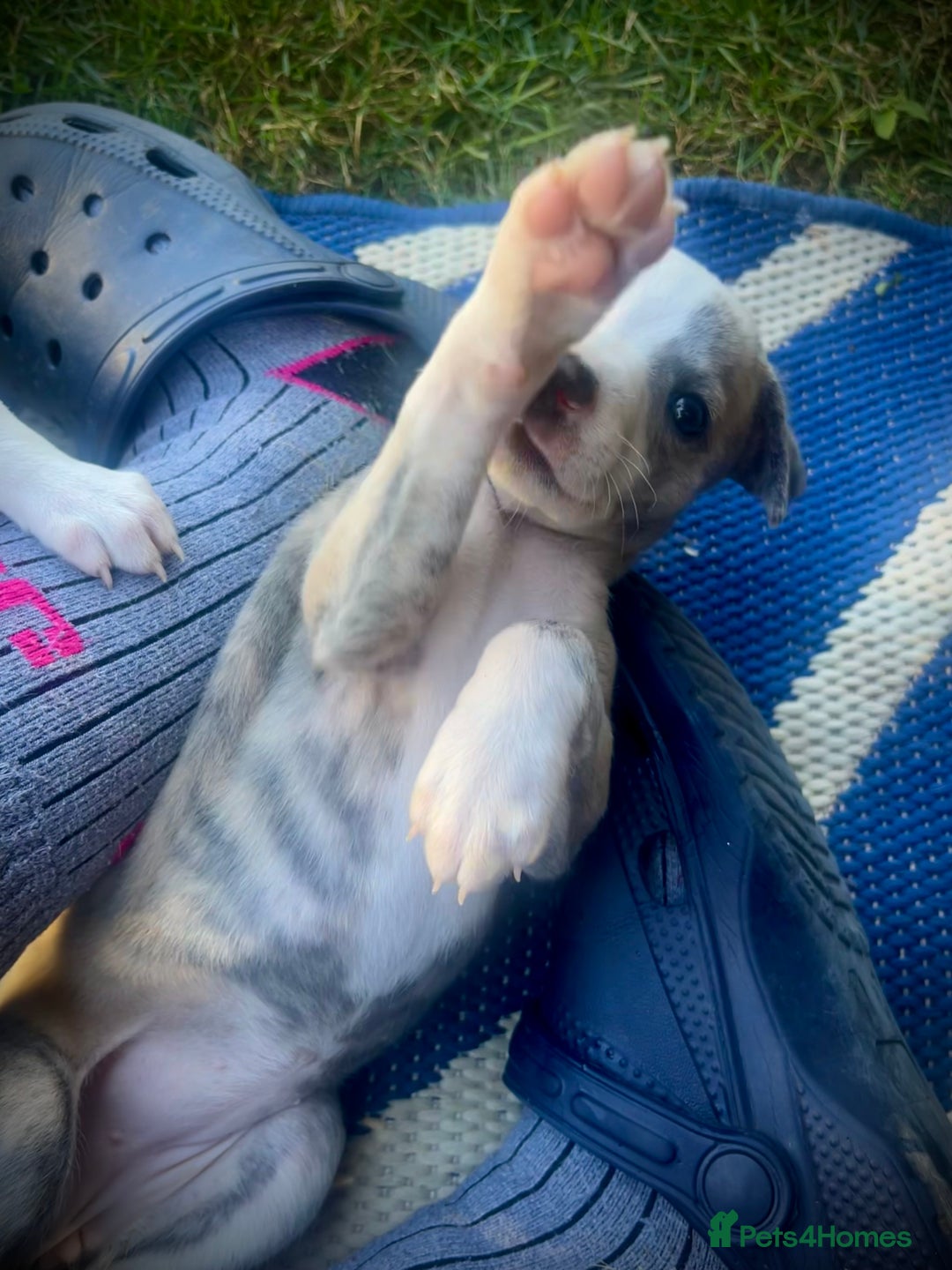 Whippet dogs for sale: Show Quality Blue Brindle KC Registered Whippets - Image 13