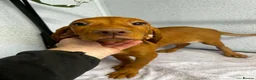 Hungarian Vizsla dogs for sale: Two stunning vizsla girls  - Advert 3