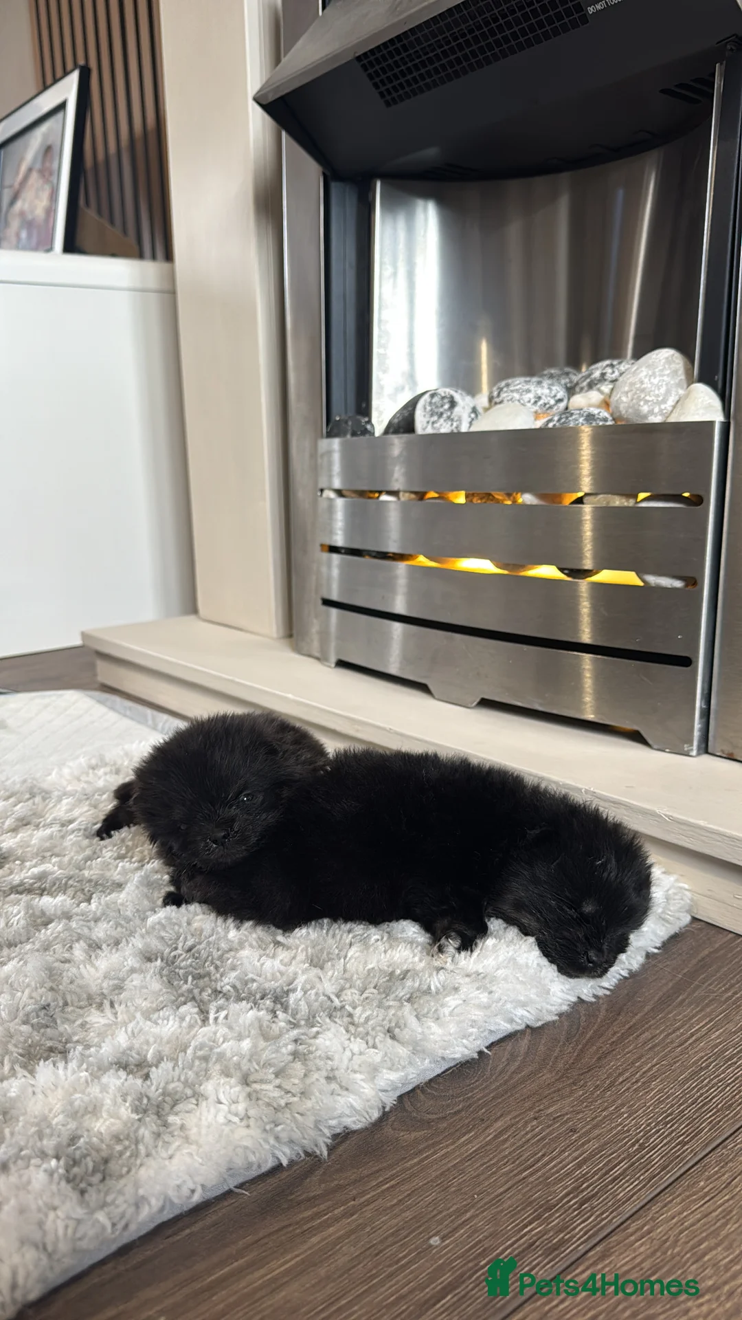 Pomeranian dogs for sale: Korean & Russian female Pomeranians - Advert 1