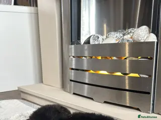 Pomeranian dogs Korean & Russian female Pomeranians - Advert 1