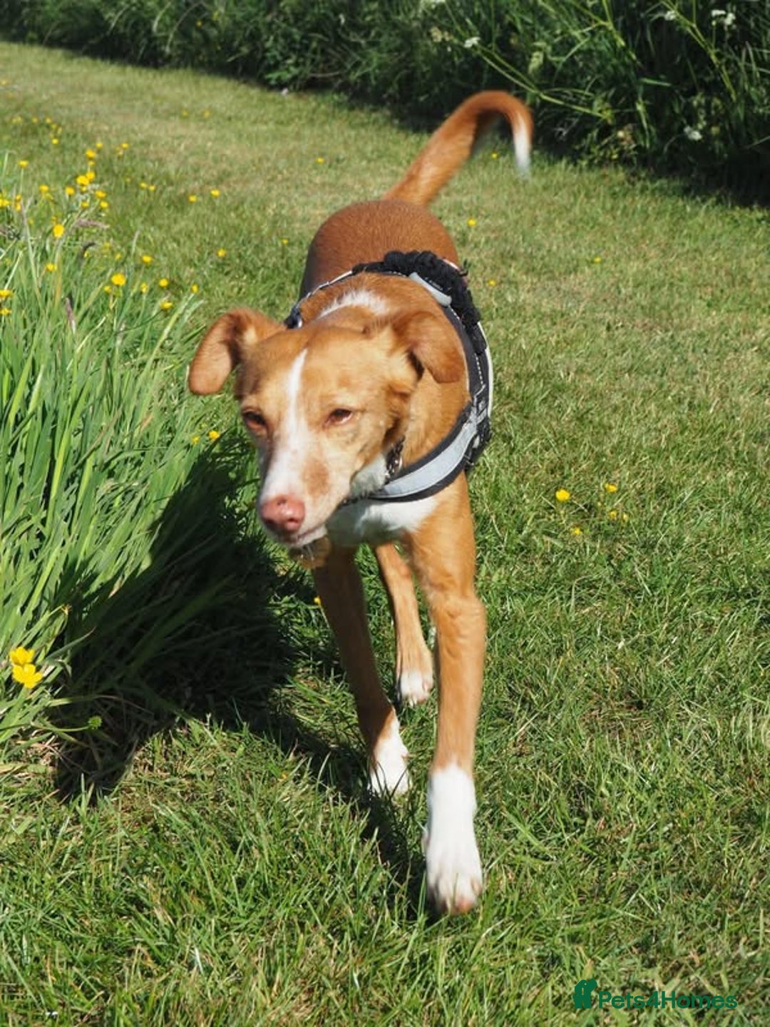 Mixed Breed dogs for adoption: Friendly, cute Little Mouse in Salisbury - Image 3