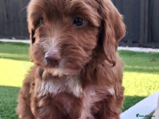 Cockapoo dogs - Advert 8