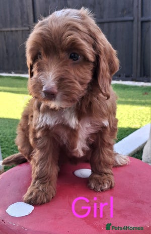 Cockapoo dogs - Advert 12