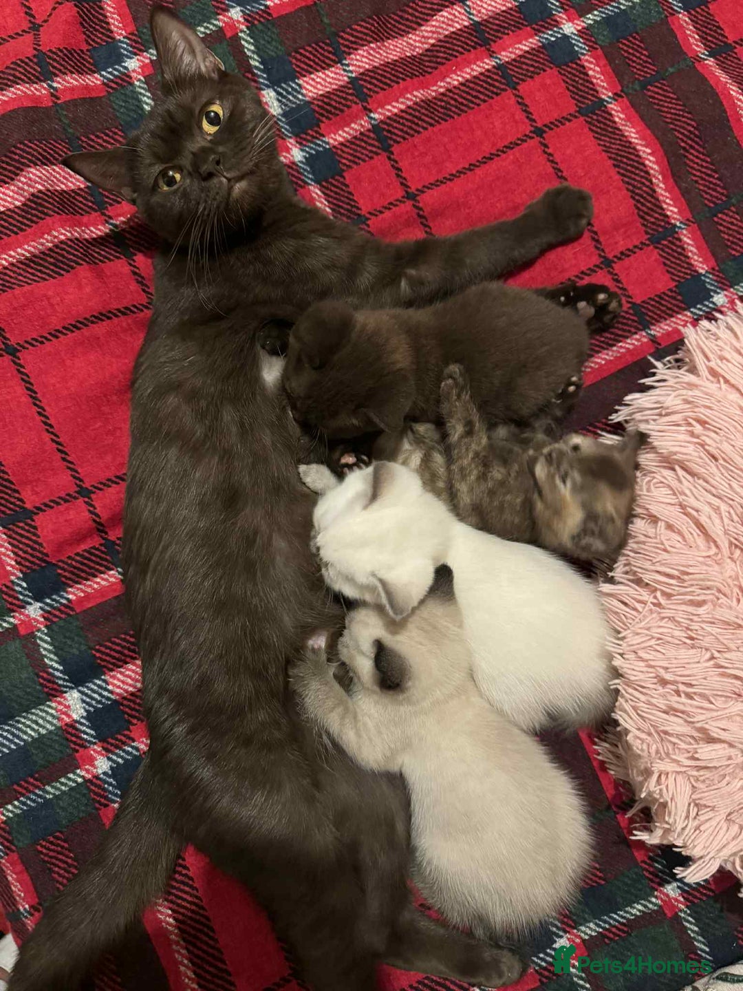 British Shorthair cats for sale: 2 beautiful BritishShorthair Colourpointed❤️‍🔥💝  - Image 19
