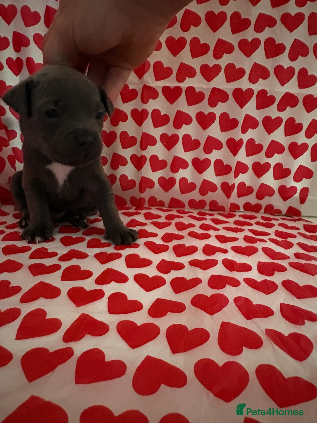 Staffordshire Bull Terrier dogs for sale: Blue staffy puppies, kent - Advert 6
