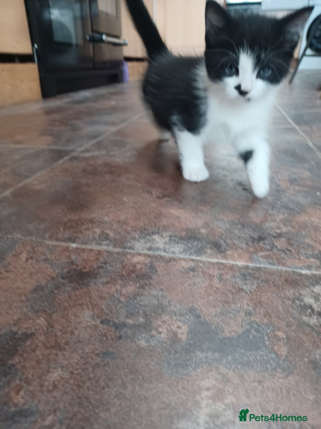 Mixed Breed cats for sale: Adorable cuddly kittens - Advert 7