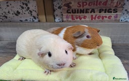 Guinea Pig rodents for sale: Two Female Guinea Pigs - Leeds LS27 area - Image 3