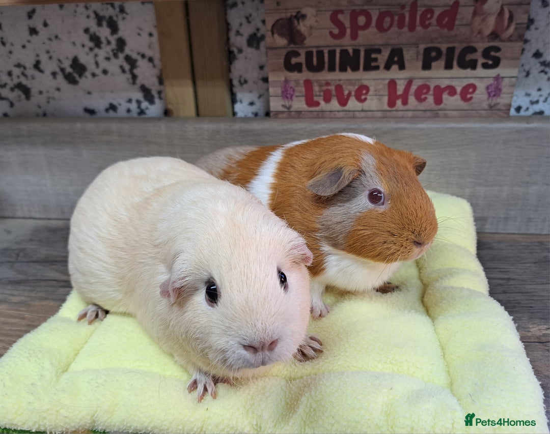 Guinea Pig rodents for sale: Two Female Guinea Pigs - Leeds LS27 area - Image 3