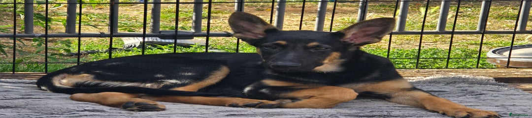 German Shepherd Puppy 1