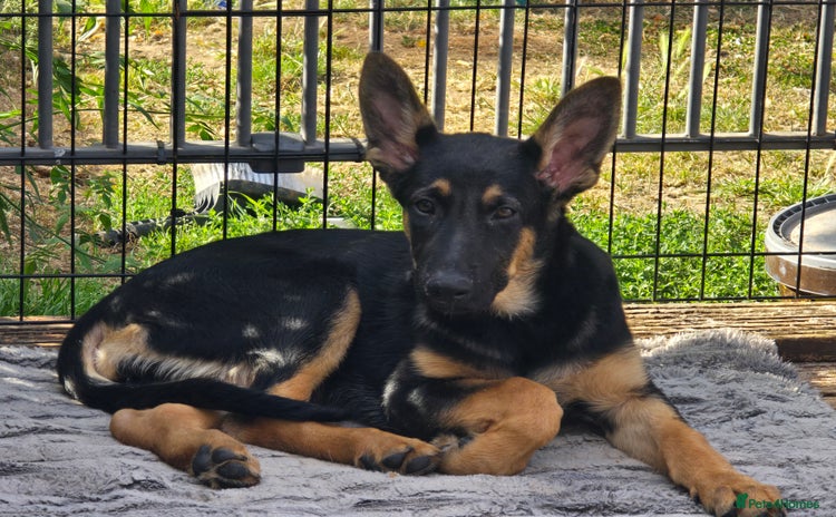 German Shepherd dogs - Advert 4