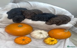 Mini Goldendoodle dogs for sale: Miniature goldenoodle puppies - Image 5