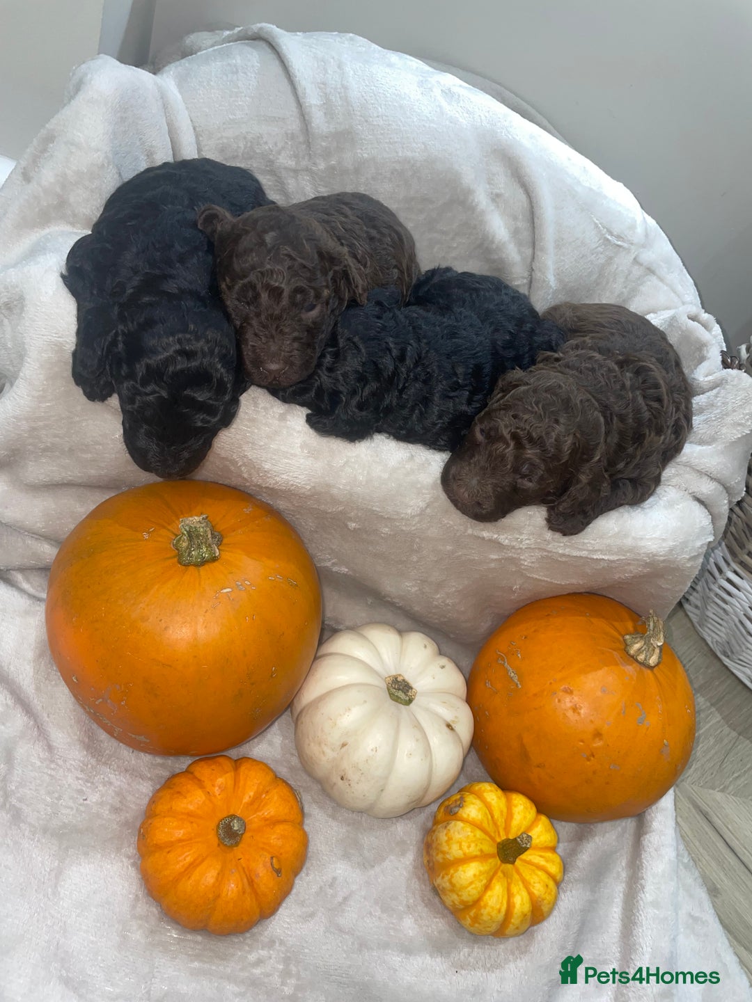 Mini Goldendoodle dogs for sale: Miniature goldenoodle puppies - Image 5