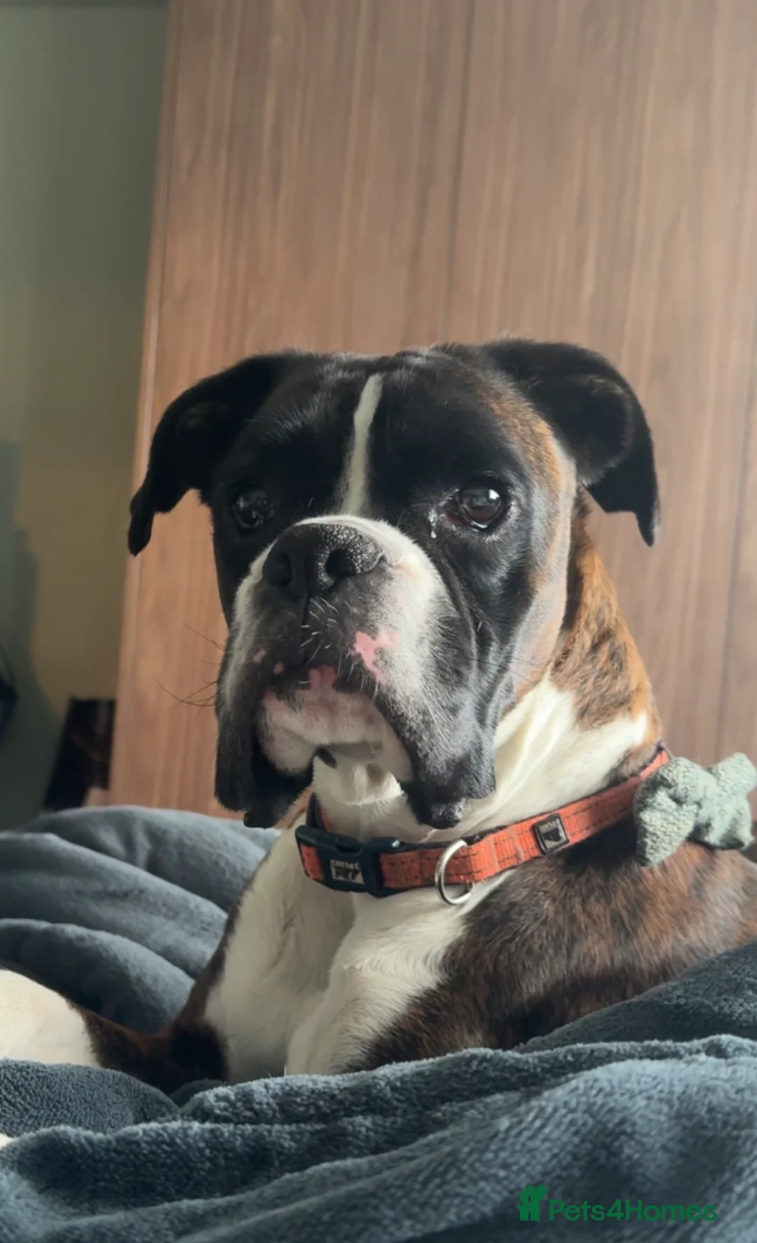 Boxer dogs for sale: Boxer in need of new home  - Advert 4