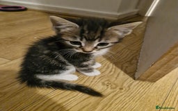 Mixed Breed cats for sale: 🐾 Emma & Bianca – Bengal Mix Sisters 🐾 - Image 6
