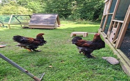 Chickens poultry for sale: Gold Partridge Brahma young cockerels  - Image 2