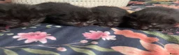 Domestic Shorthair cats for sale: 4 black male kittens - Advert 4