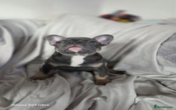 French Bulldog dogs for sale: French bulldog  - Image 9