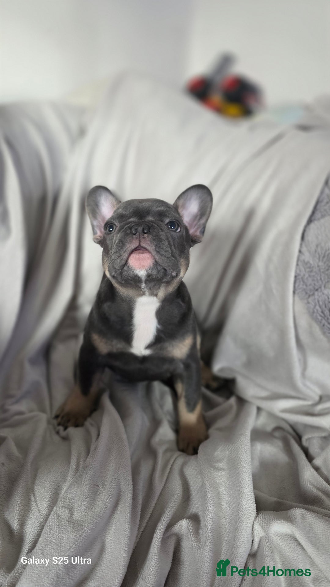 French Bulldog dogs for sale: French bulldog  - Image 9
