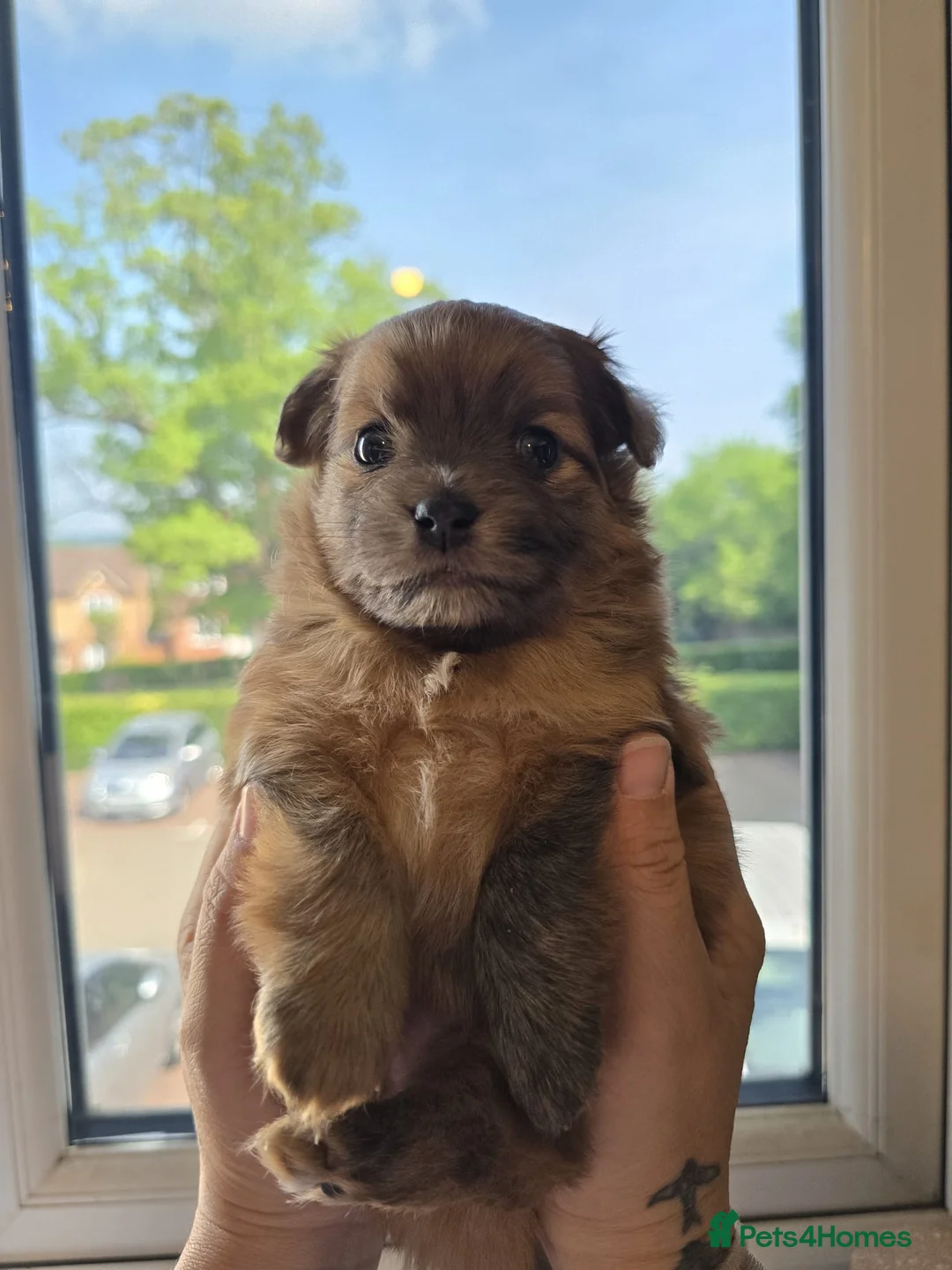 Mixed Breed dogs for sale: ONE Beautiful boy Pomchi Ready Now - Advert 2