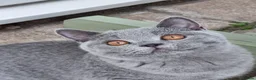 British Shorthair cats for sale: British Shorthair blue boy  - Advert 2