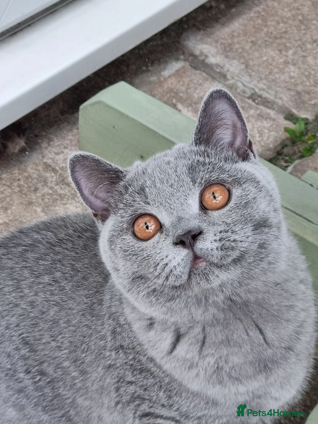 British Shorthair cats for sale: British Shorthair blue boy  - Advert 2