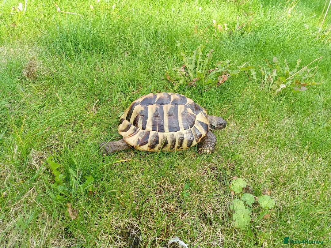 Hermann Tortoise reptiles for sale: Hermann Tortoise with enclosure - Image 2