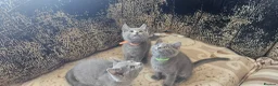 Russian Blue cats for sale: Fully TICA reg pedigree stunning kittens-READY NOW - Advert 19