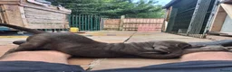 Cane Corso dogs for sale: ICCF Registered 🧬🏆 Cane Corso pups. - Advert 20