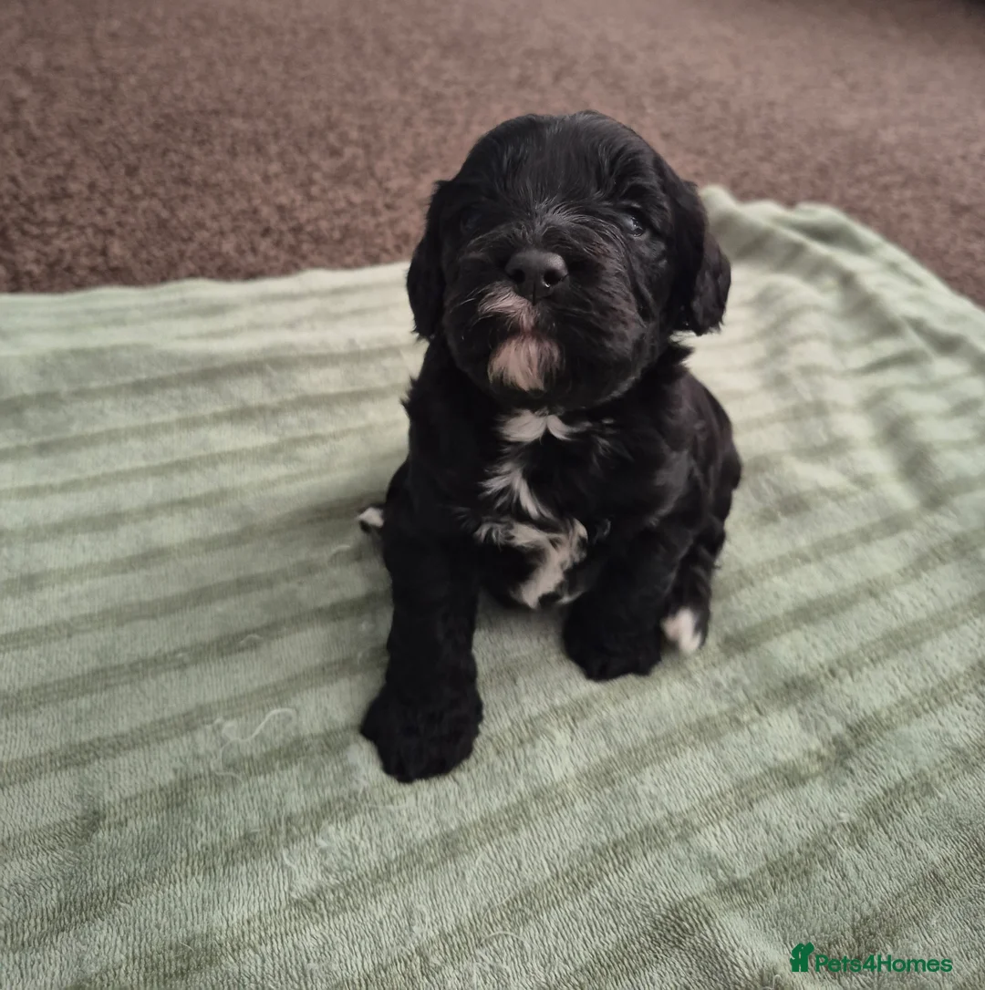 Cockapoo dogs for sale: 3 Beautiful F1 cockapoos  - Advert 1