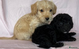 Mixed Breed dogs for sale: Lakeypoos Ready Now  - Image 12