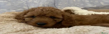 Cavapoo 2