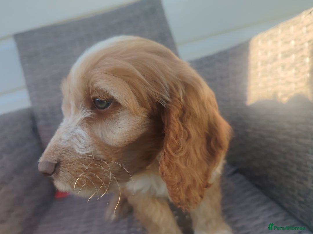 Cockapoo dogs for sale: Cockapoo puppies - Image 8