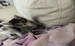 Mixed Breed cats for sale: 5 Beautiful Kittens - Image 5