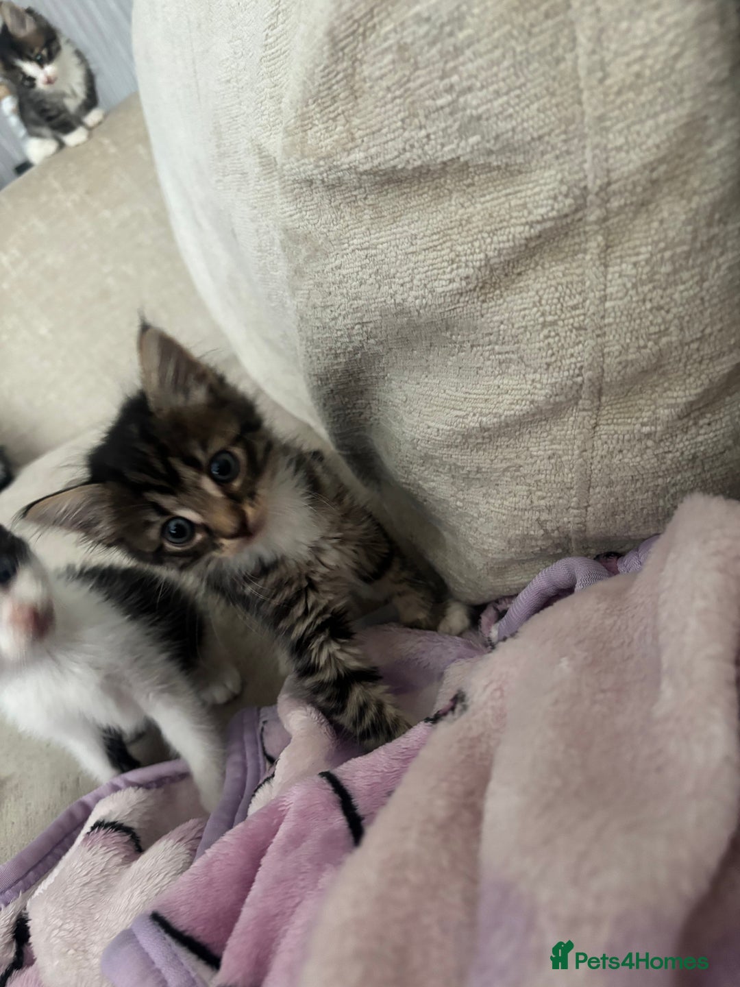 Mixed Breed cats for sale: 5 Beautiful Kittens - Image 5