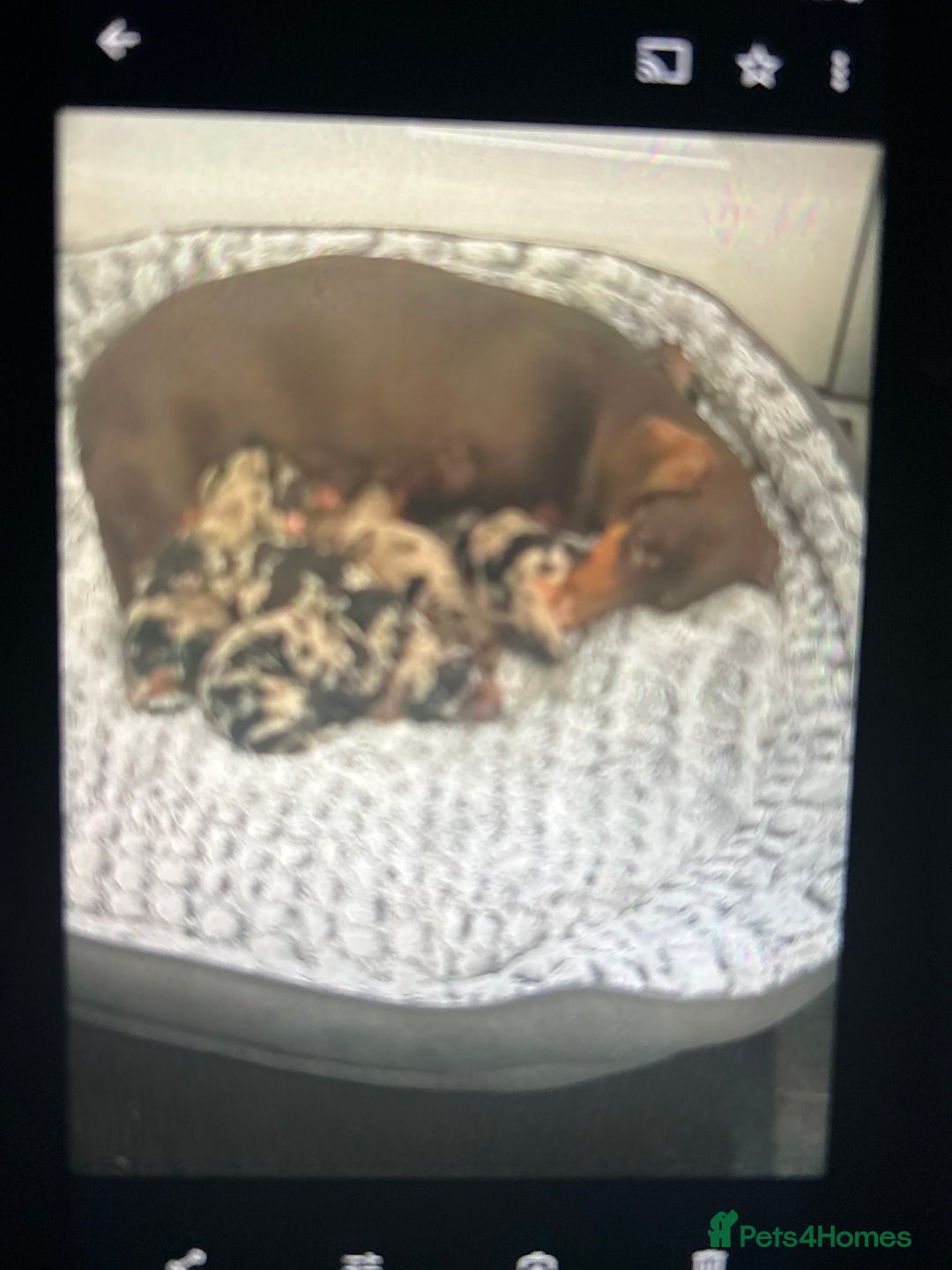 Miniature Dachshund dogs for sale: Dachshund puppies boys and girls ready now - Advert 31