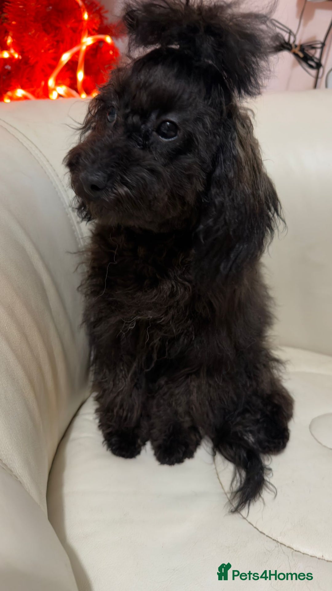 Mixed Breed dogs for sale: Asian toy poodle boy  - Advert 2