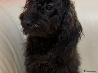 Mixed Breed dogs Asian toy poodle black boy - Advert 5
