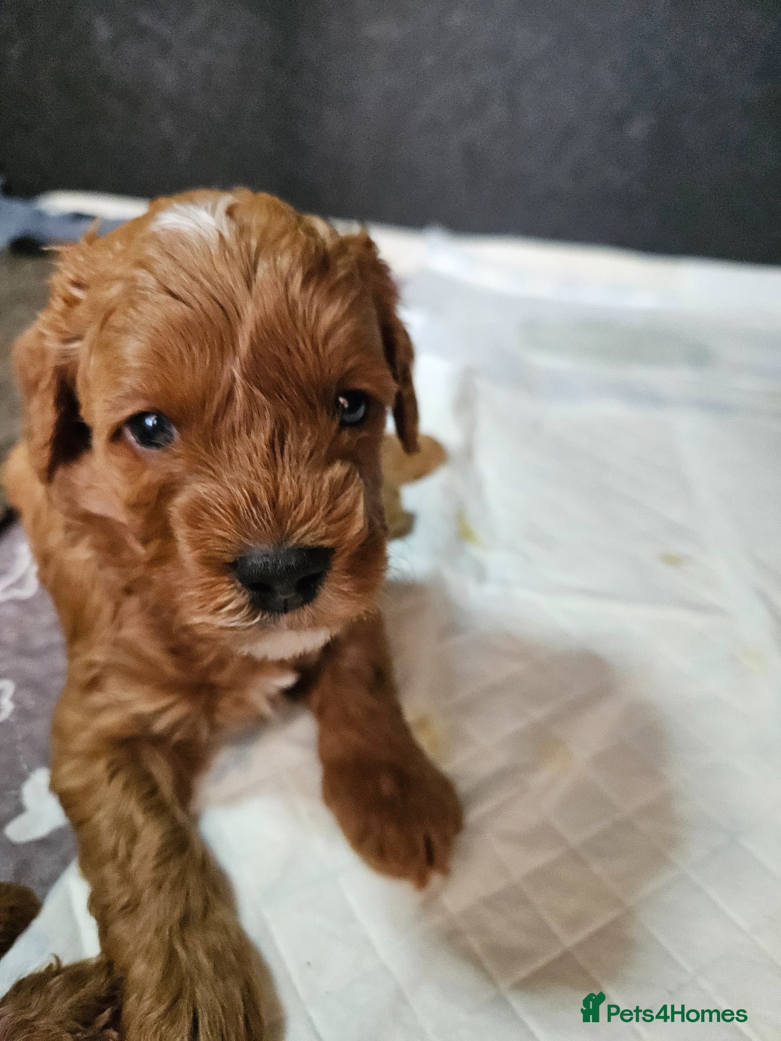 Cavapoo dogs Deep red Cavapoos - Advert 2