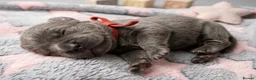French Bulldog dogs for sale: French bulldog Puppies  - Advert 13