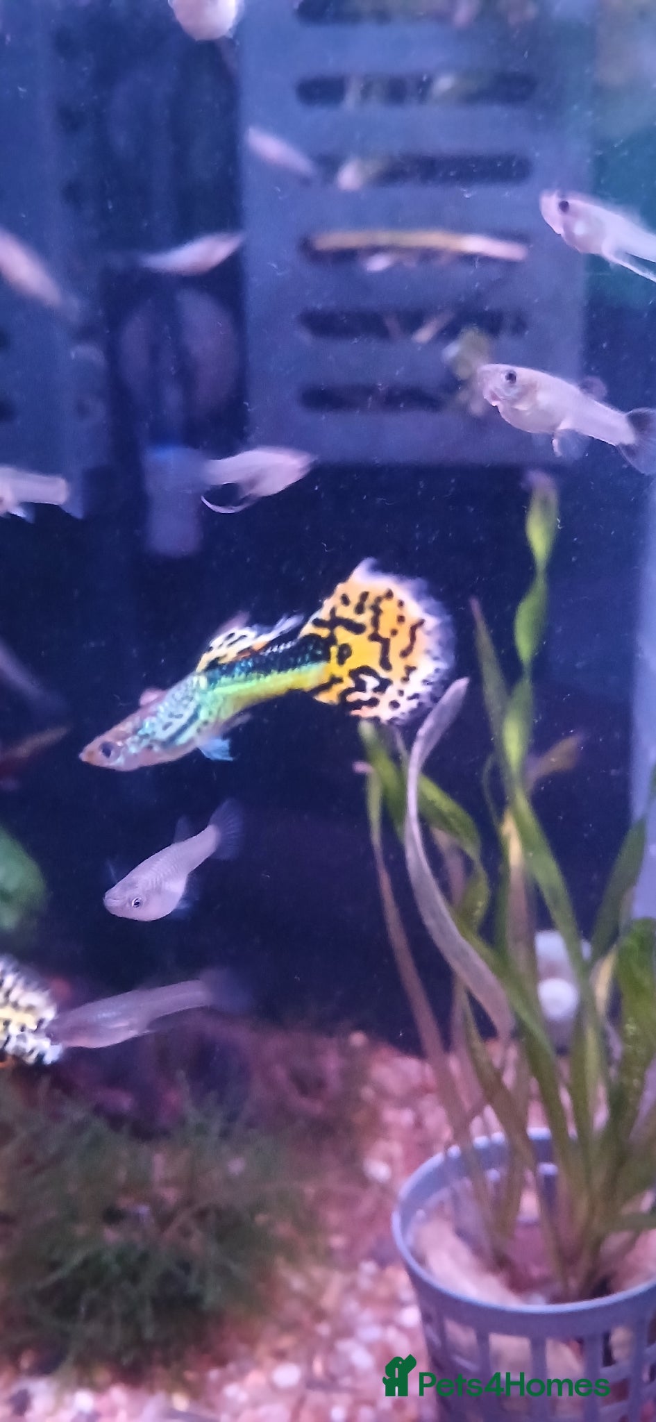 Live Bearers fish Guppies Guppies Guppies  - Advert 1